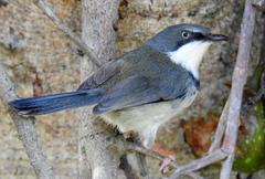 Apalis thoracica claudei
