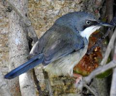 Apalis thoracica claudei