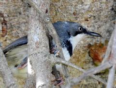 Apalis thoracica claudei