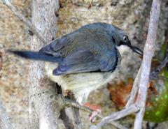 Apalis thoracica claudei