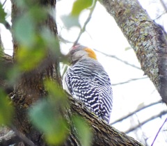 Melanerpes aurifrons