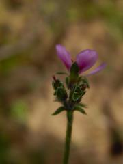 Pelargonium hirtum