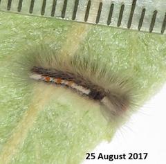 Euproctis punctifera