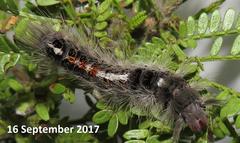 Euproctis punctifera