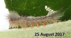 Euproctis punctifera