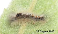 Euproctis punctifera