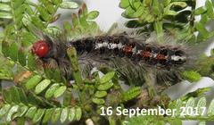 Euproctis punctifera