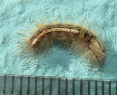 Euproctis punctifera