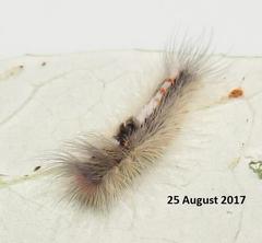 Euproctis punctifera