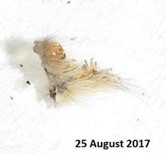 Euproctis punctifera