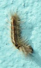 Euproctis punctifera