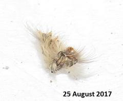 Euproctis punctifera