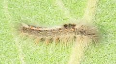 Euproctis punctifera