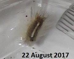 Euproctis punctifera