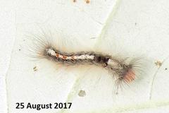 Euproctis punctifera