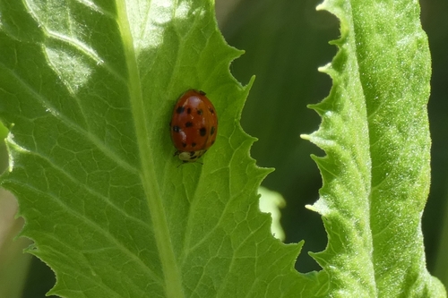 Asian Lady Beetle photographed in South Carolina