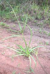 Cyperus solidus