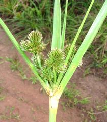 Cyperus solidus