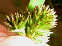 Cyperus solidus