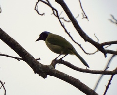 Cyanocorax yncas