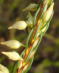 Erica albens longiflora