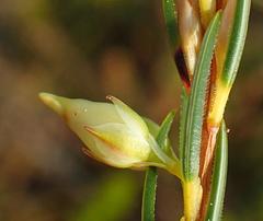 Erica albens longiflora