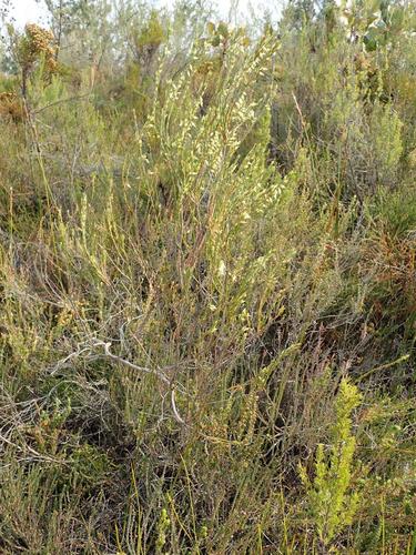 Image of Bleached Heath (Erica albens) by (c) Nicola van Berkel, some rights reserved (CC BY-SA)