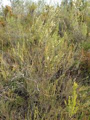 Erica albens longiflora