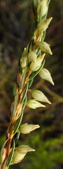 Erica albens longiflora