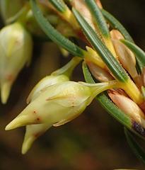 Erica albens longiflora