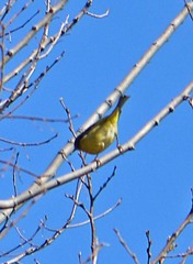 Leiothlypis ruficapilla
