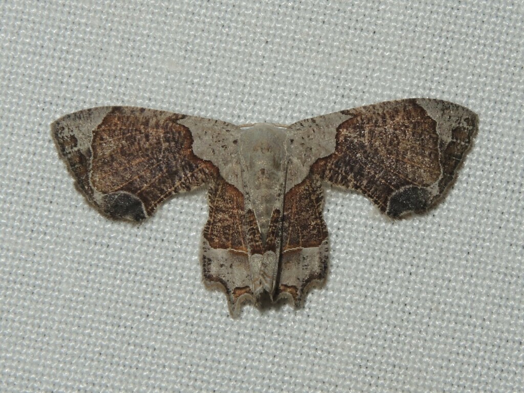 Phazaca latifasciata
