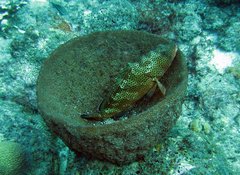 Epinephelus guttatus