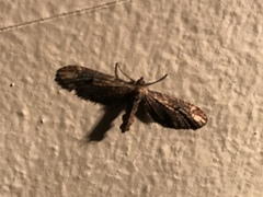 Eupithecia subapicata