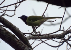 Cyanocorax yncas