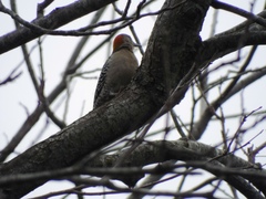 Melanerpes aurifrons
