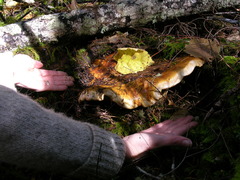 Cortinarius ponderosus