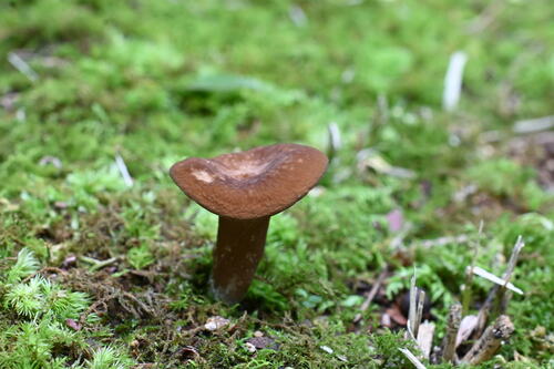 Lactifluus gerardii