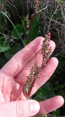 Rumex cordatus