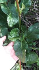 Rumex cordatus