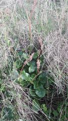 Rumex cordatus