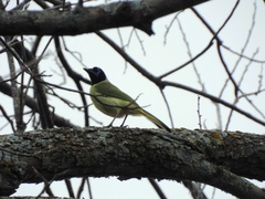 Cyanocorax yncas