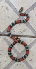 Micrurus altirostris