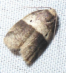 Eugoa bipuncta