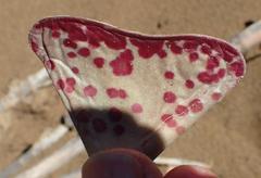 Adromischus triflorus