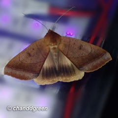 Ophiusa trapezium