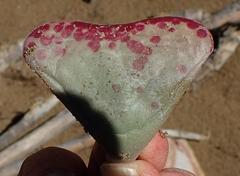 Adromischus triflorus