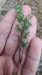 Chamarea capensis