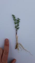 Chamarea capensis