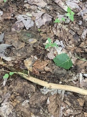 Lithobates sylvaticus image